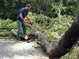 Best Tree Cabling and Bracing  in Mford, IL