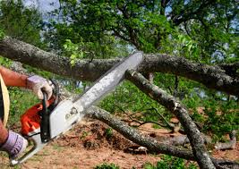 Best Tree Disease Treatment  in Mford, IL