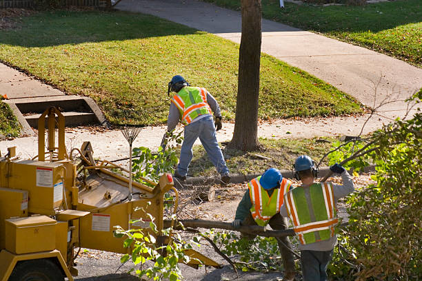 Best Tree Maintenance Programs  in Mford, IL