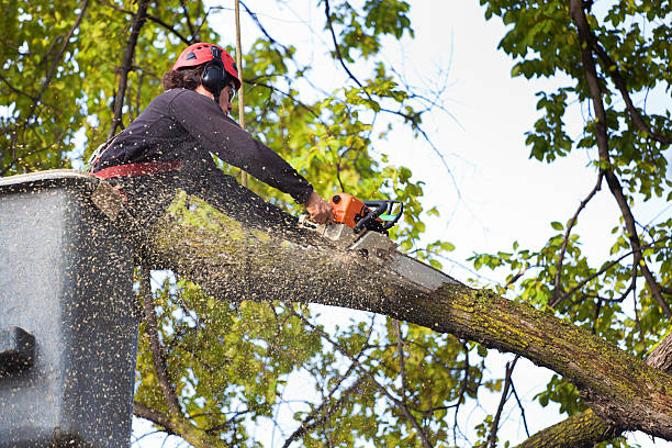 Lawn Pest Prevention in Milford, IL